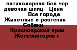 патиколорная бел/чер девочка шпиц › Цена ­ 15 000 - Все города Животные и растения » Собаки   . Красноярский край,Железногорск г.